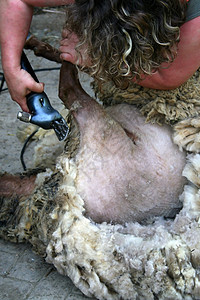 牧羊人产物舍人背景图片