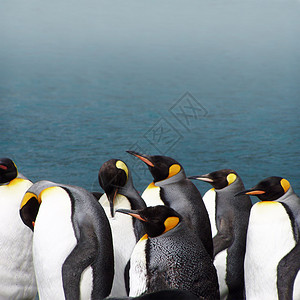企鹅王野生动物荒野海洋海滩动物鸟类背景图片