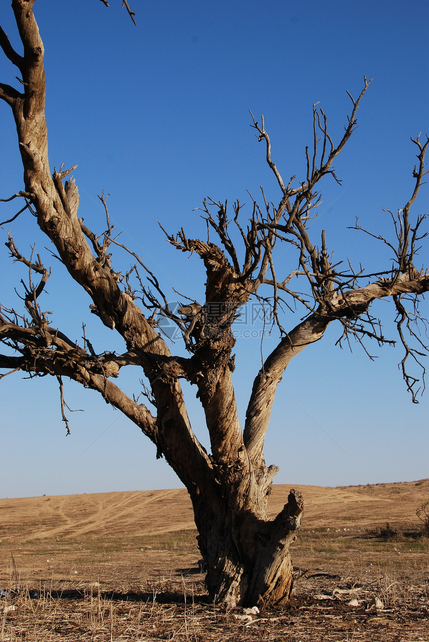 死树树干干旱场景天空地形孤独气候沙漠荒野棕色图片