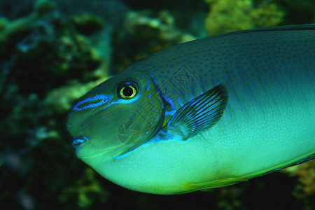 鹦鹉鱼海鱼动物蓝色热带场景背景图片