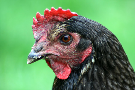 鸡个体羽毛弹簧动物账单背景图片
