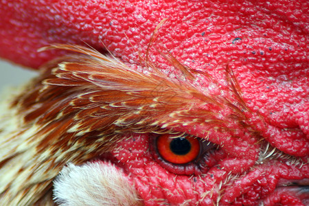 鸡弹簧卡姆羽毛账单信号红色动物眼睛宏观个体背景图片