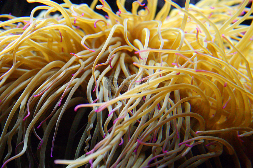 阿内蒙珊瑚礁动物图片