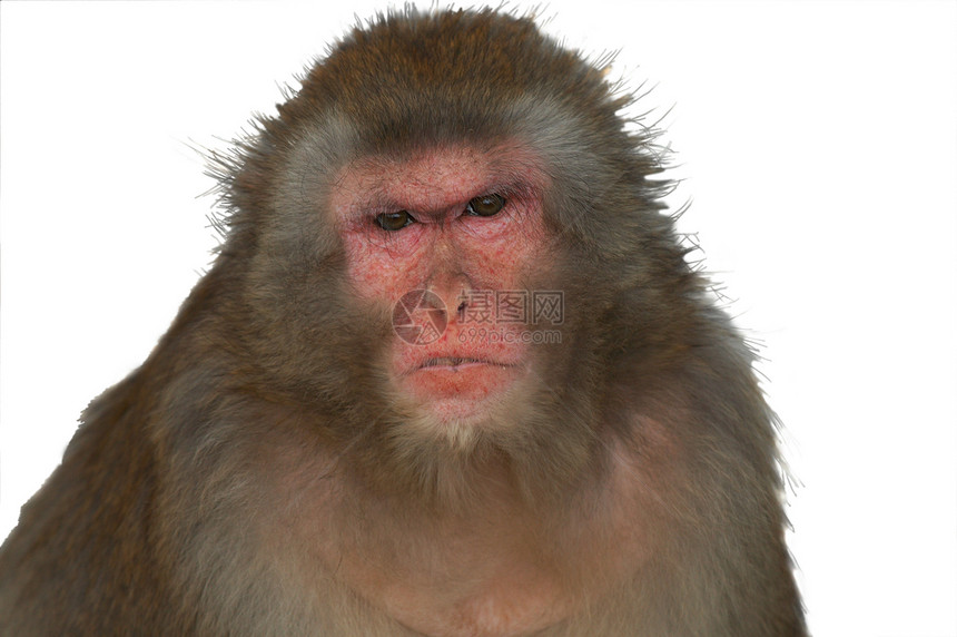 猴子灵长类荒野面具哺乳动物动物园红色猕猴野生动物动物图片