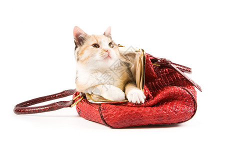 红包里税金猫科动物红色的高清图片