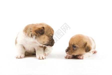 皮派小狗兄弟伴侣动物朋友宠物生活混种犬类婴儿背景图片
