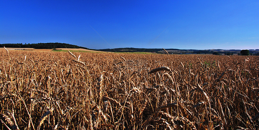 小麦田食物粮食农村晴天谷物玉米植物生长太阳面包图片