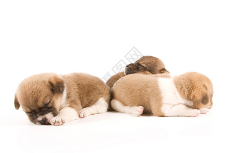 睡眠狗睡觉的小狗伴侣兄弟朋友宠物伙伴生活混种动物犬类婴儿背景