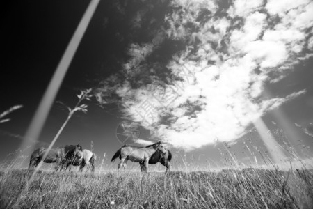 马匹野马体重场地动物马属黑色哺乳动物荒野白色戏剧性高清图片