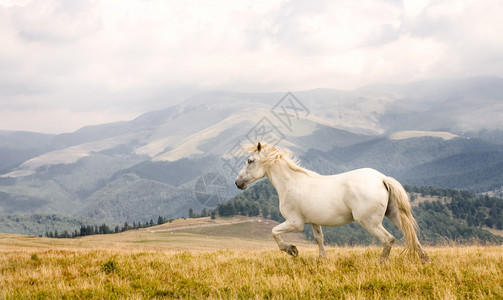 白马荒野动物全景哺乳动物黑色跑步野马戏剧性马属山脉高清图片