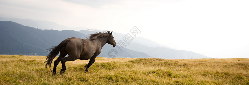 种马哺乳动物山脉场地马属棕色蓝色速度跑步戏剧性黑色高清图片
