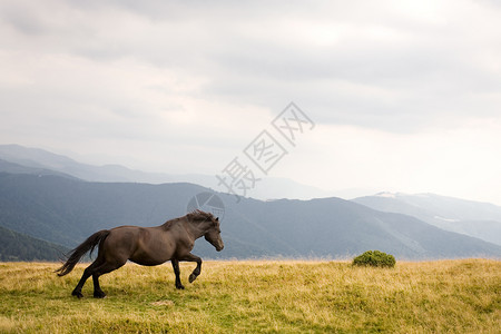 种马棕色蓝色荒野速度场地山脉野马哺乳动物黑色戏剧性高清图片
