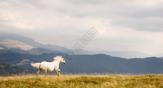 白马速度野马动物蓝色场地山脉荒野马属戏剧性跑步高清图片