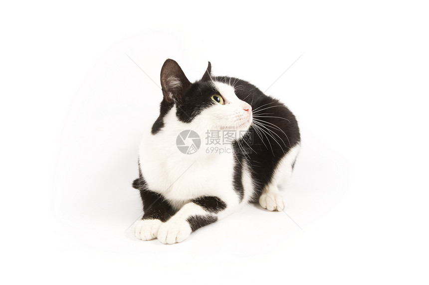 猫类宠物黑色白色哺乳动物动物猫科胡须猫咪毛皮图片
