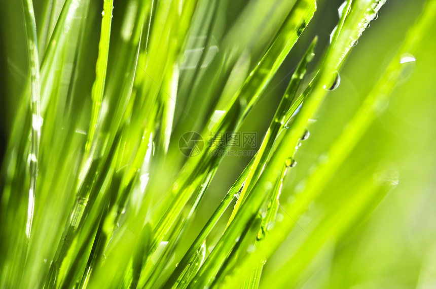 绿草背景露水植物生长飞沫晴天阳光绿色植物露珠刀刃阳光照射图片