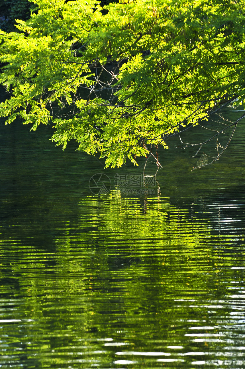 水中的绿色反射生长阳光分支机构生活绿色植物植物背光树叶环境叶子图片