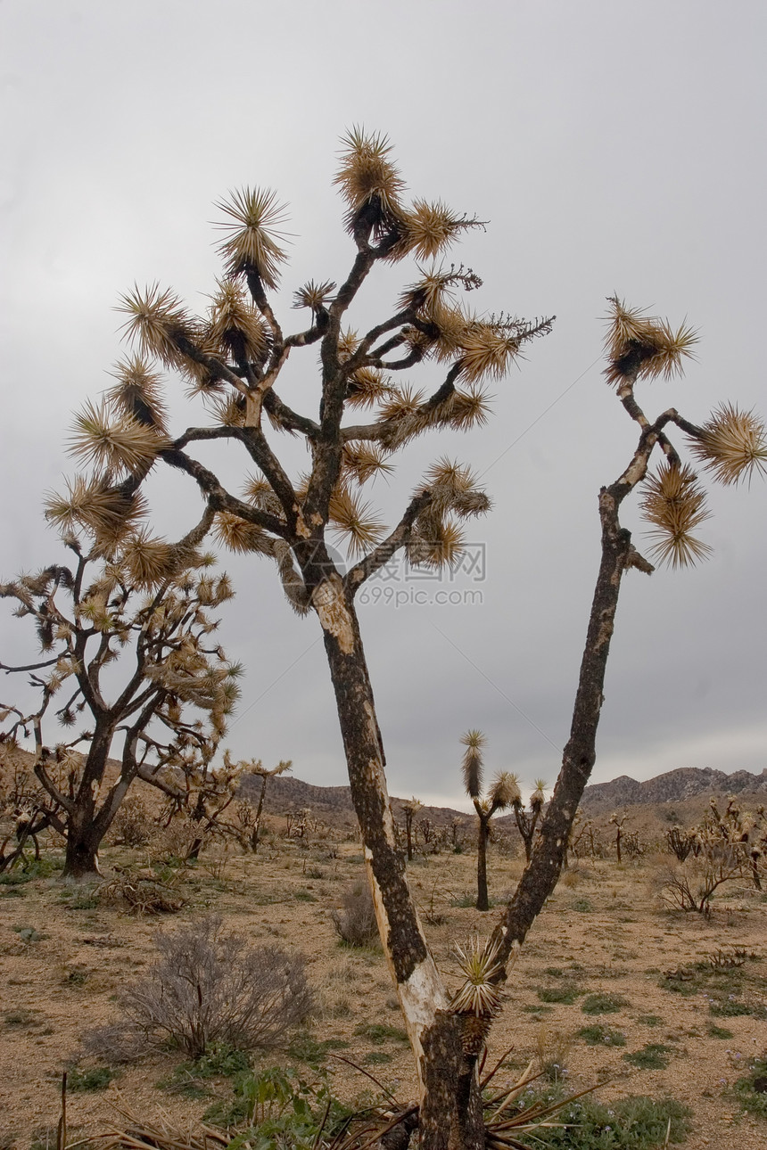莫哈韦场地植物群衬套旅行沙漠太阳擦洗丘陵公园岩石图片