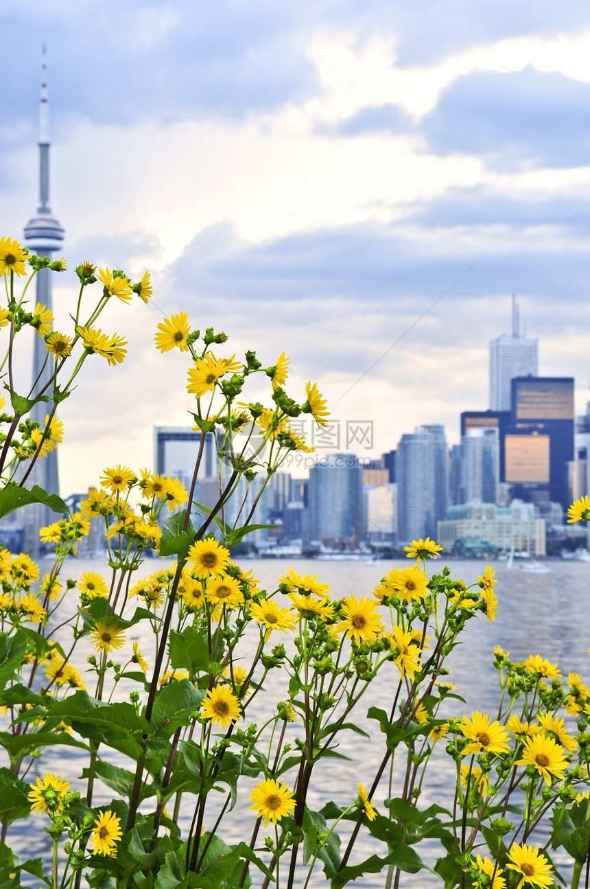 多伦多天线天空花朵城市建筑城市化高楼港口黄色摩天大楼风景图片