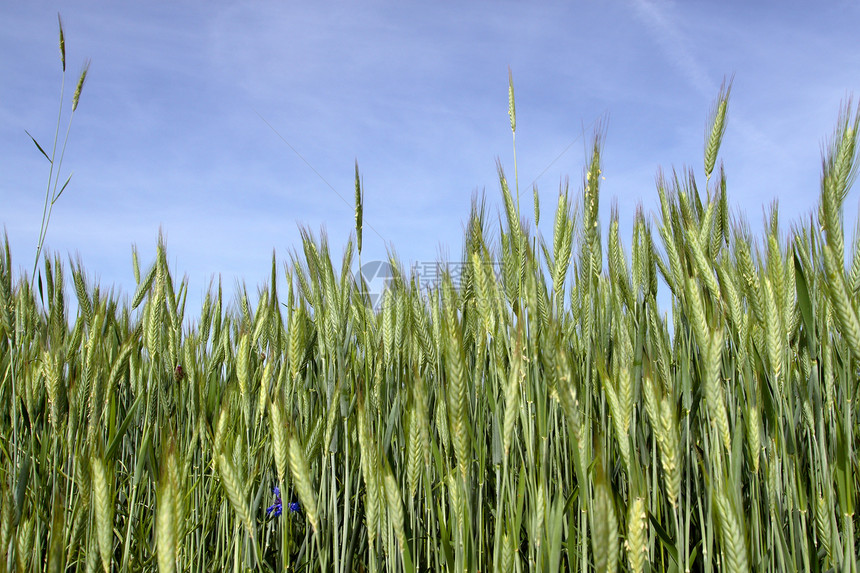 春季景点 - 蓝色天空的小麦图片