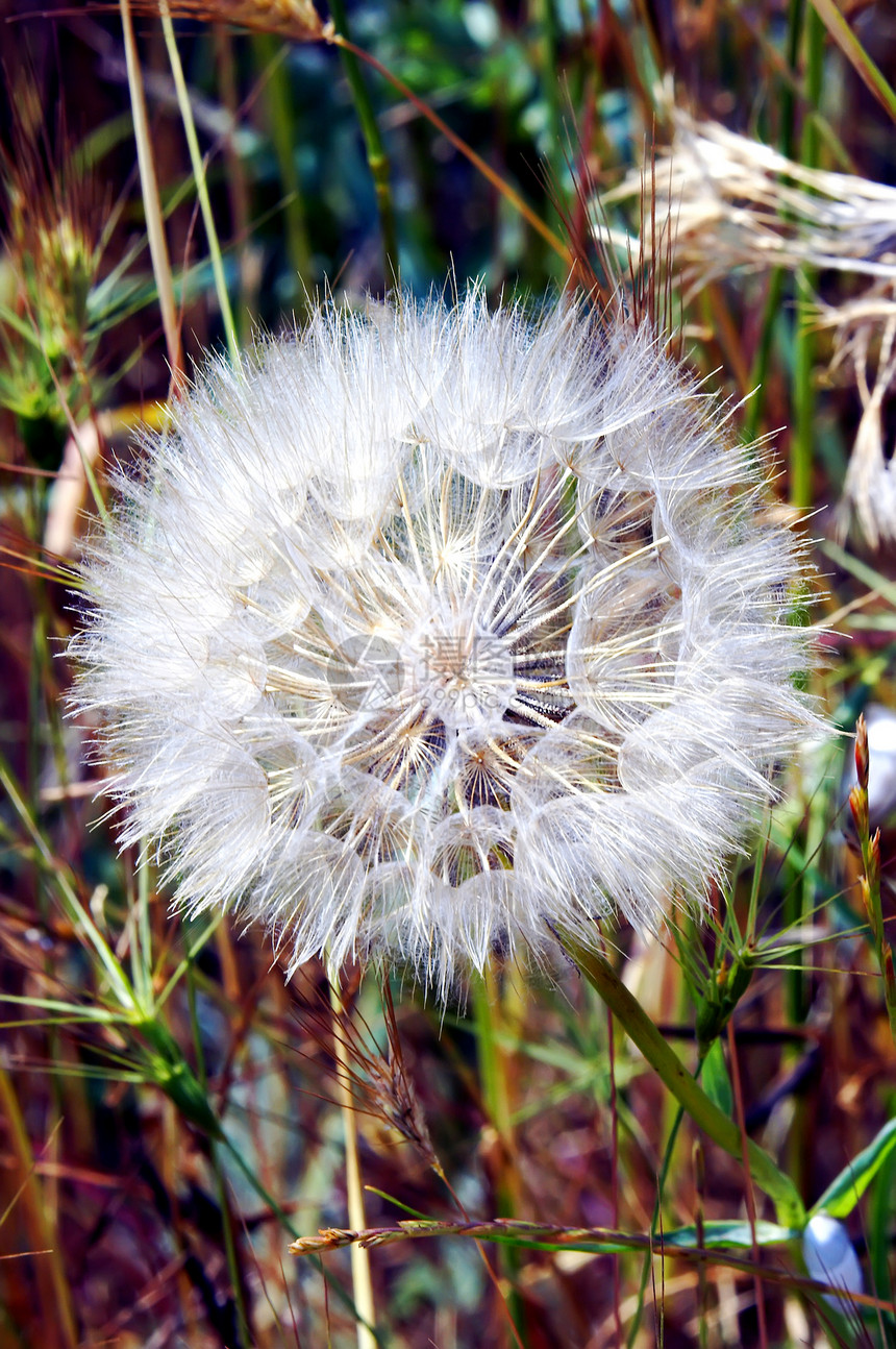 丹德利翁花美丽种子场地叶子植物太阳生活飞行环境季节图片