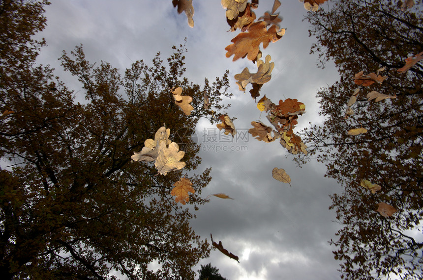 落叶叶叶子花园公园橡树叶橡木棕色季节风暴图片