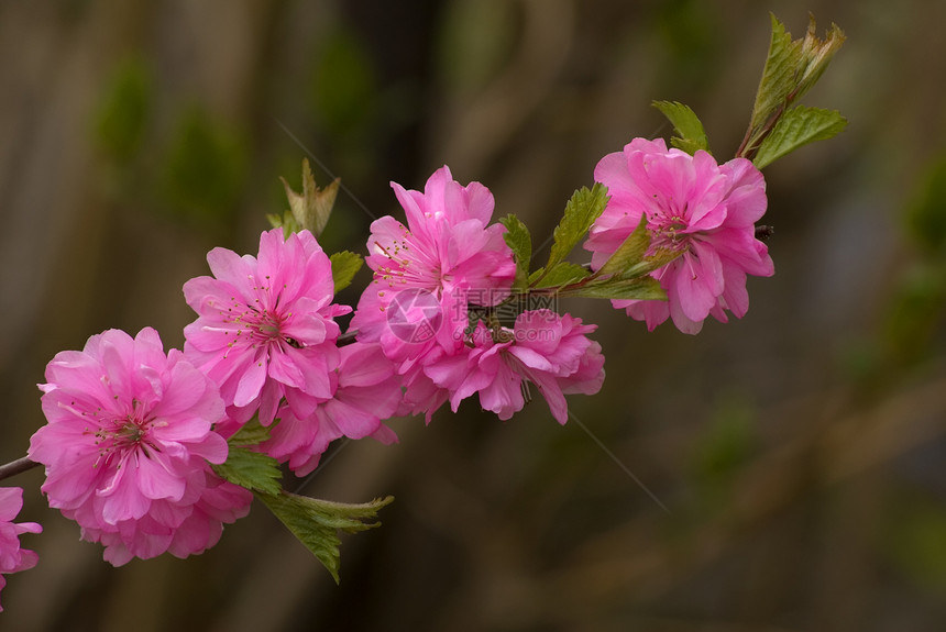 鲜花樱桃粉色季节文化红色宏观植物学花粉植物脆弱性花园图片