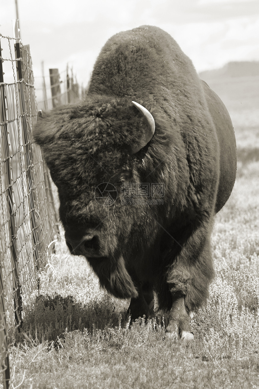 Bison 野牛牛角毛皮水牛公园野生动物动物草原棕色驼峰牧场图片