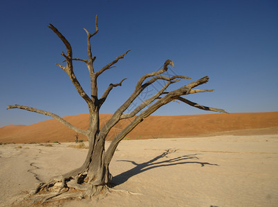 纳米比亚索苏苏夫莱的死树背景图片