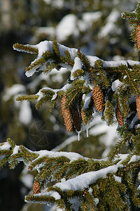 冬天降雪木头长叶松树蓝色寒意运动高清图片