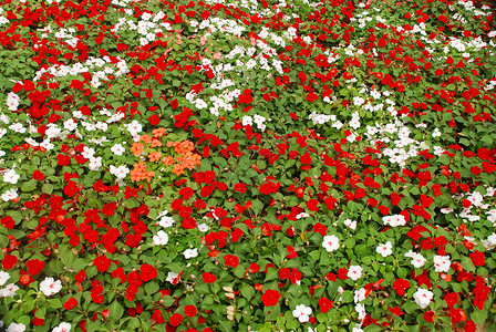 彩色花本背景白色红色植物群绿色紫色绿色植物花园粉色背景图片