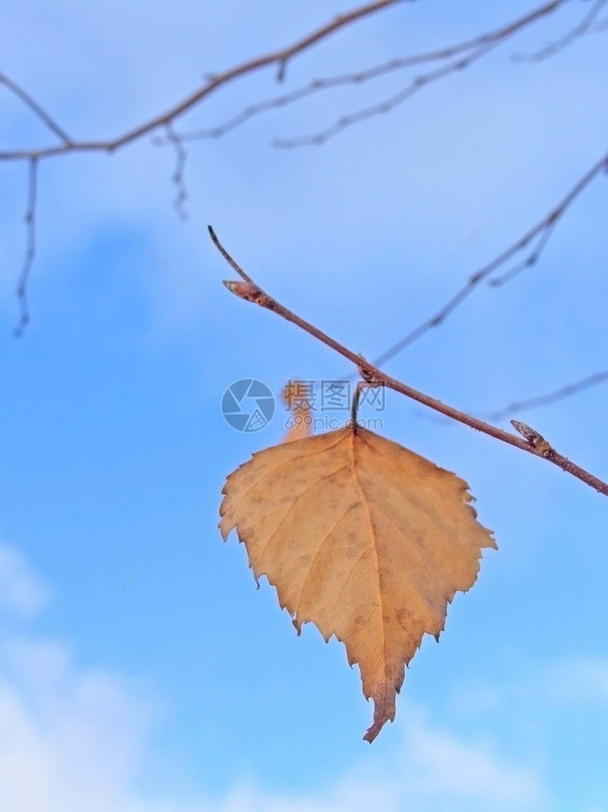 最后一叶天气叶子晴天天空按钮桦木蓝色图片