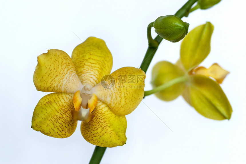 黄色兰花植物宏观情调热带叶子花朵植物群异国白色图片
