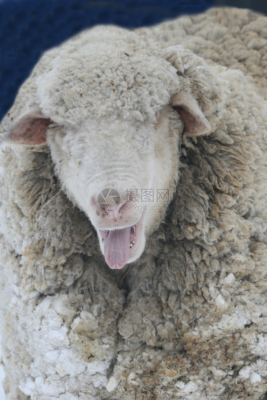 调音器牧场母羊农业白色白脸乡村羊肉内存羊毛动物图片