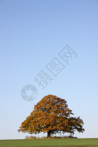 秋天的大橡树农田黄色棕色环境树叶背景图片