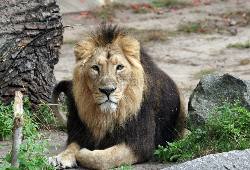 悲哀的雄狮子肖像狮子哺乳动物大猫鬃毛成人贵族力量食肉悲伤动物图片