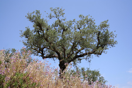 橄榄树蓝色植物群天空绿色背景图片