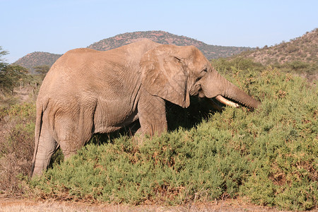 老牛大象食用背景图片