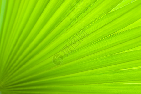 棕榈叶宏观热带叶子绿色植物学植物背景图片