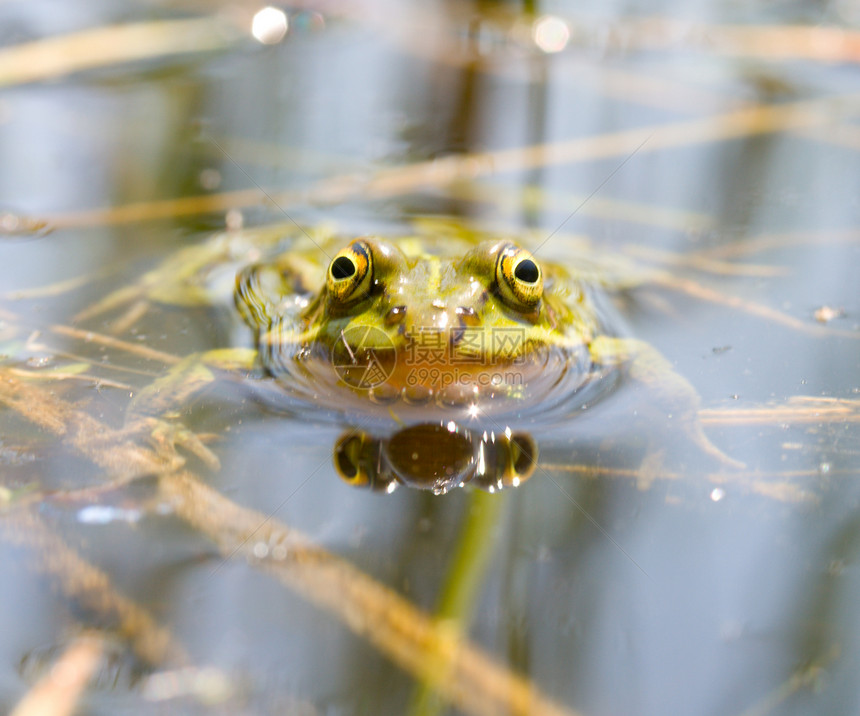 沼泽中的青蛙电影眼睛荒野池塘两栖动物日光浴鼻子野生动物绿色动物图片