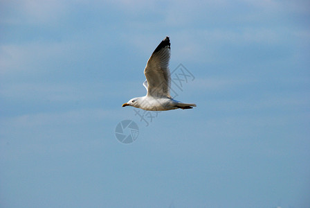 正在飞行的海鸥蓝色天空海岸海鸟鸥科特征背景图片