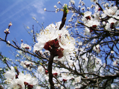 Appricot 鲜花背景图片