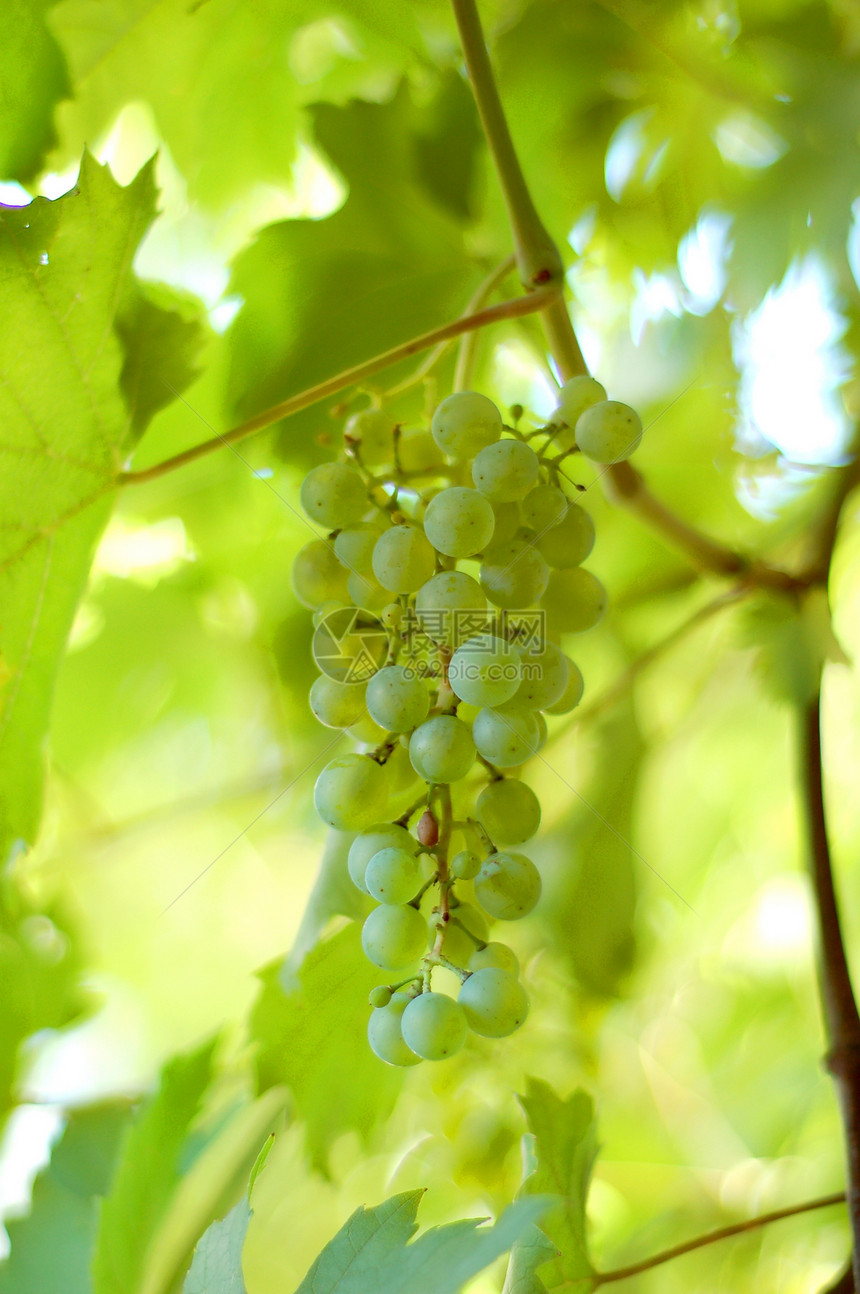 绿葡萄集群种植者农民树叶农场酿酒师藤蔓农业市场饮料食物图片