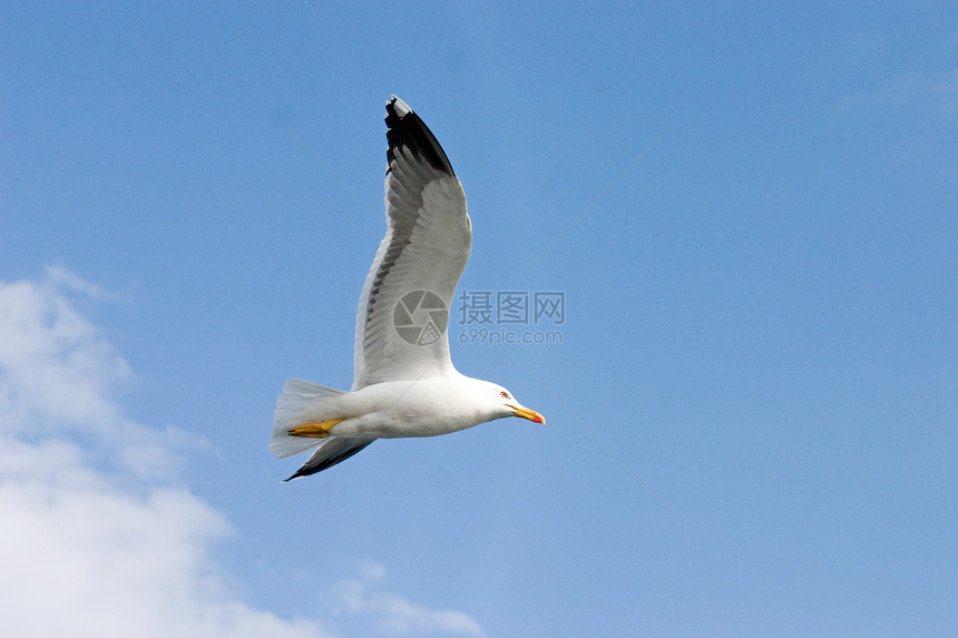 海鸥海浪水鸟动物海鸟观鸟羽毛蓝色飞行鸟群太阳图片