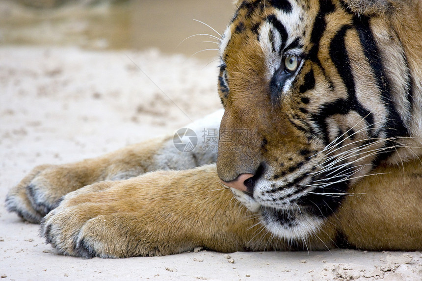 老虎毛皮生物捕食者猎人条纹野生动物动物动物园猫科动物攻击图片