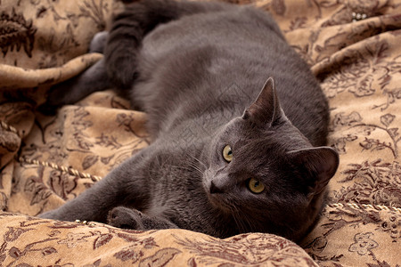 躺着的灰猫挂毯长椅棕色晶须姿势猎人宠物家具耳朵沙发背景图片