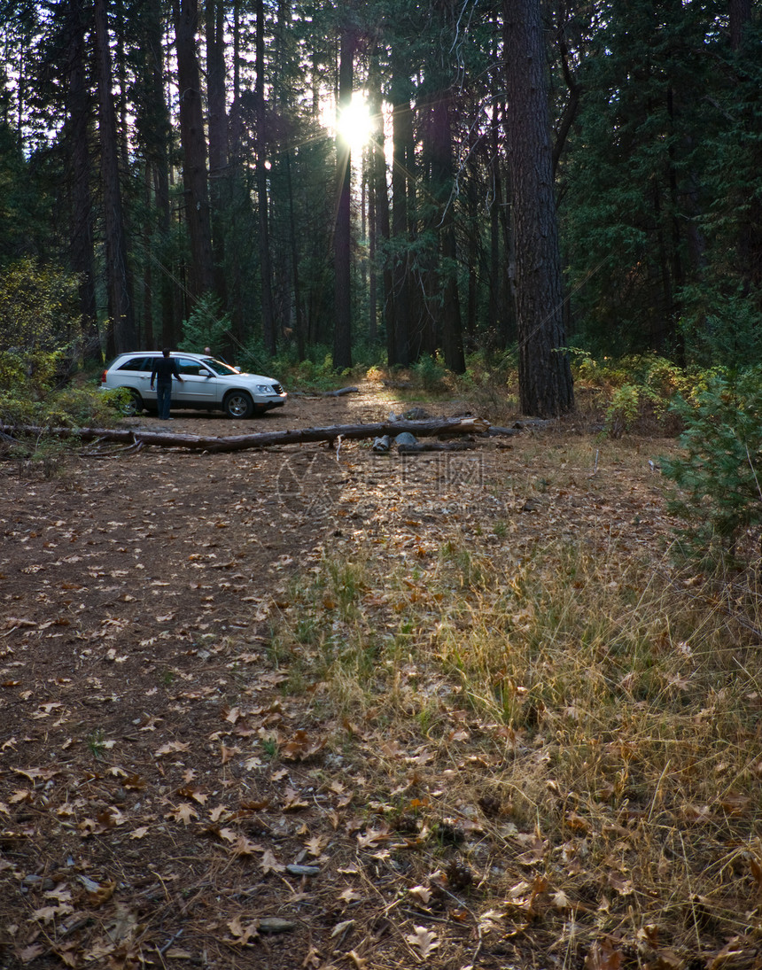 林中的汽车图片