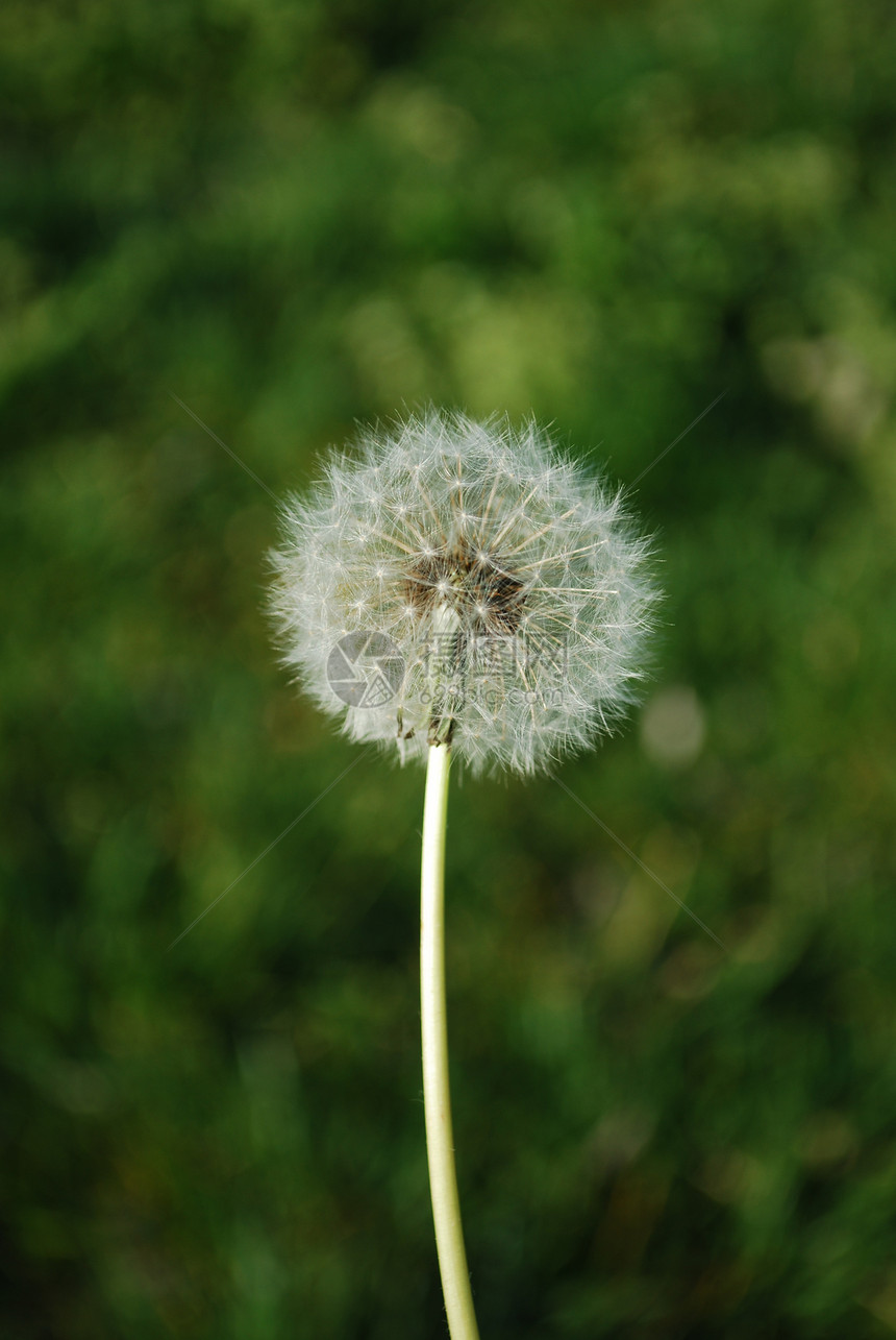 带有草背景的当德尔天空生活自由种子植物学生长漂浮飞行脆弱性柔软度图片