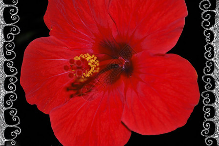 框架和背景白色红色雄蕊绘画木槿花瓣黑色背景图片