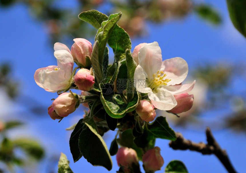 苹果树的开花植物粉色生长花朵绿色白色天空水果蓝色香气图片