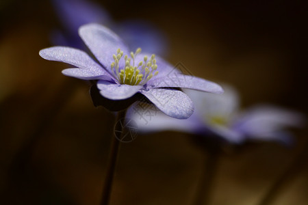 开花生活植物蓝色背景图片